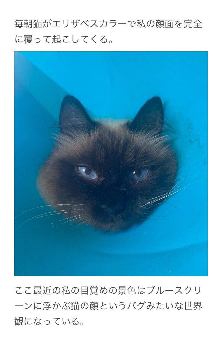 고양이 넥칼라의 위험성.jpg_2.jpg