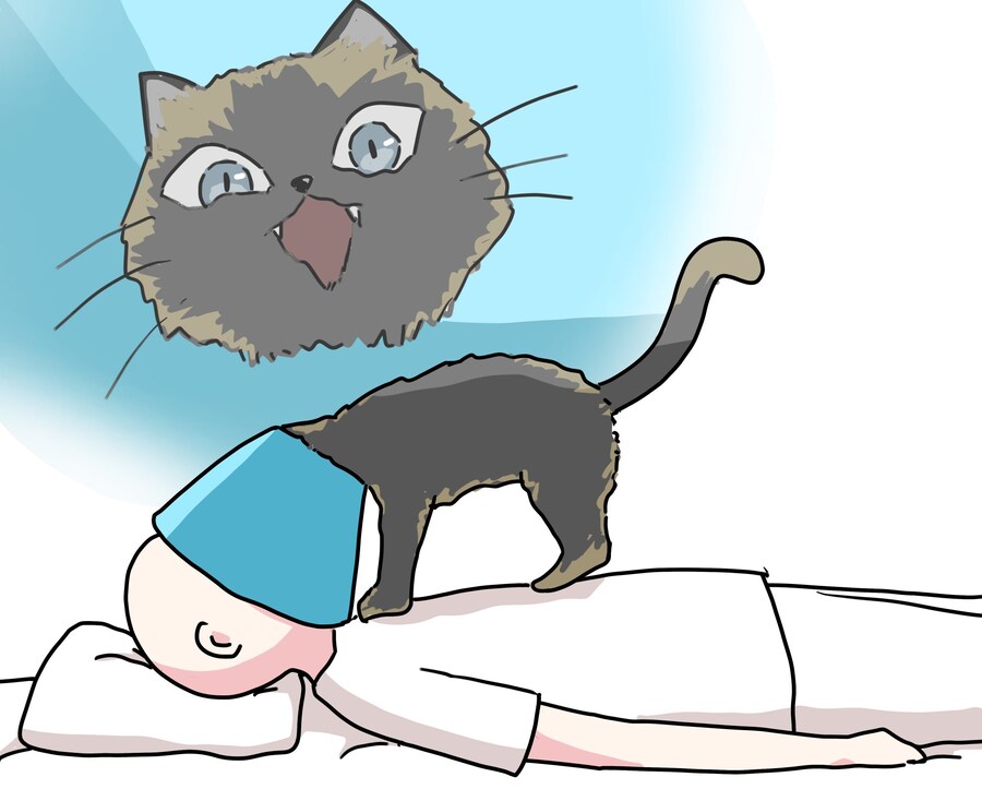 고양이 넥칼라의 위험성.jpg_3.jpg