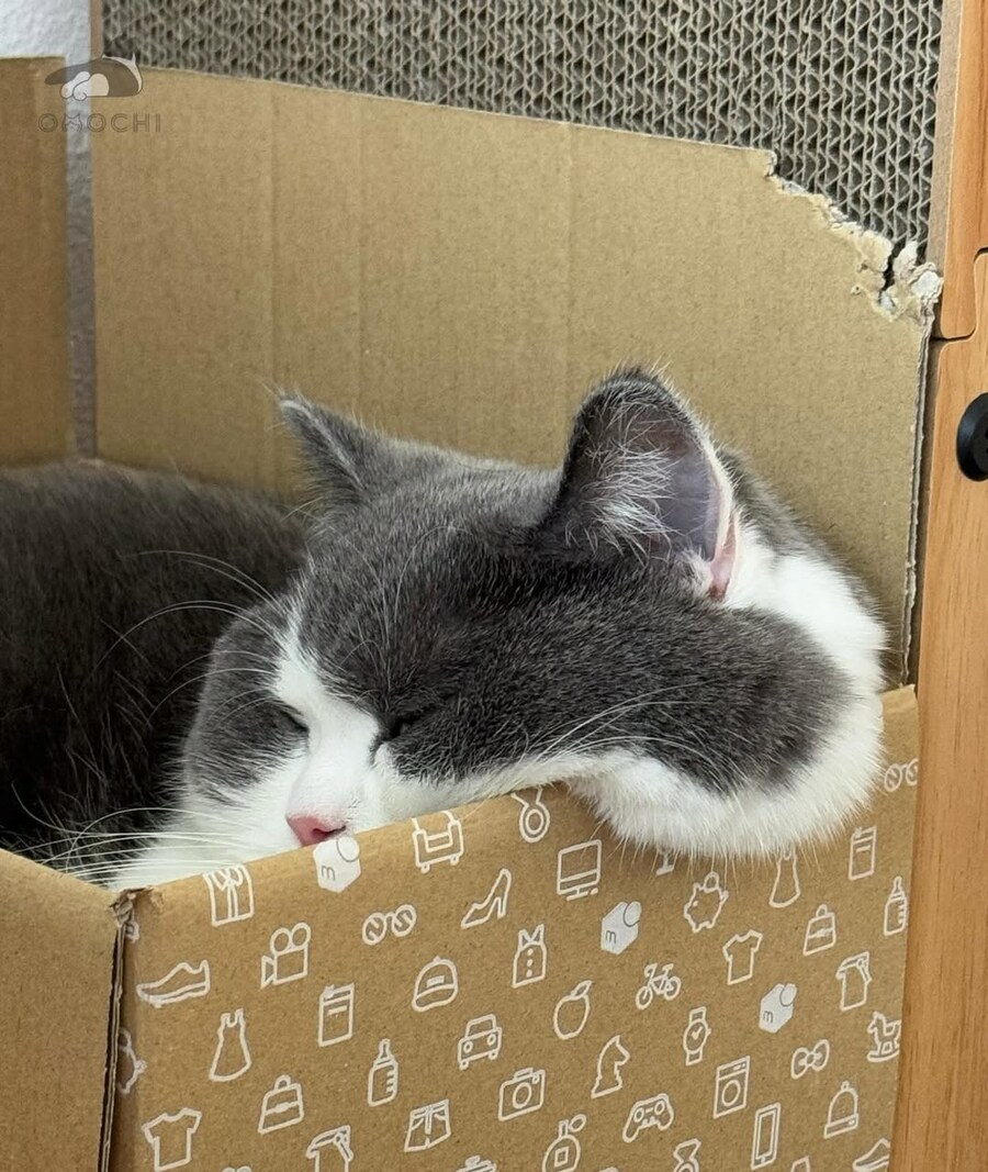 뚠냥이 뽈살..._1.jpg