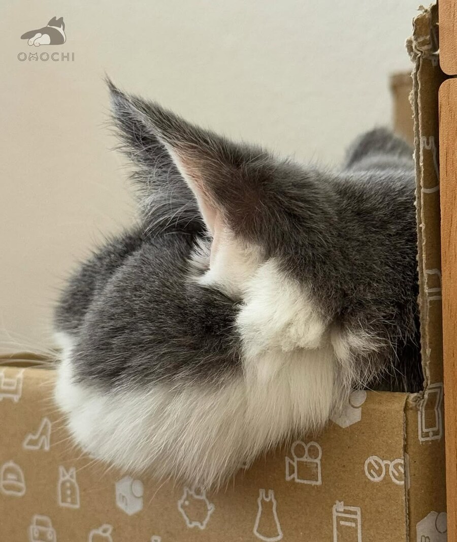 뚠냥이 뽈살..._2.jpg