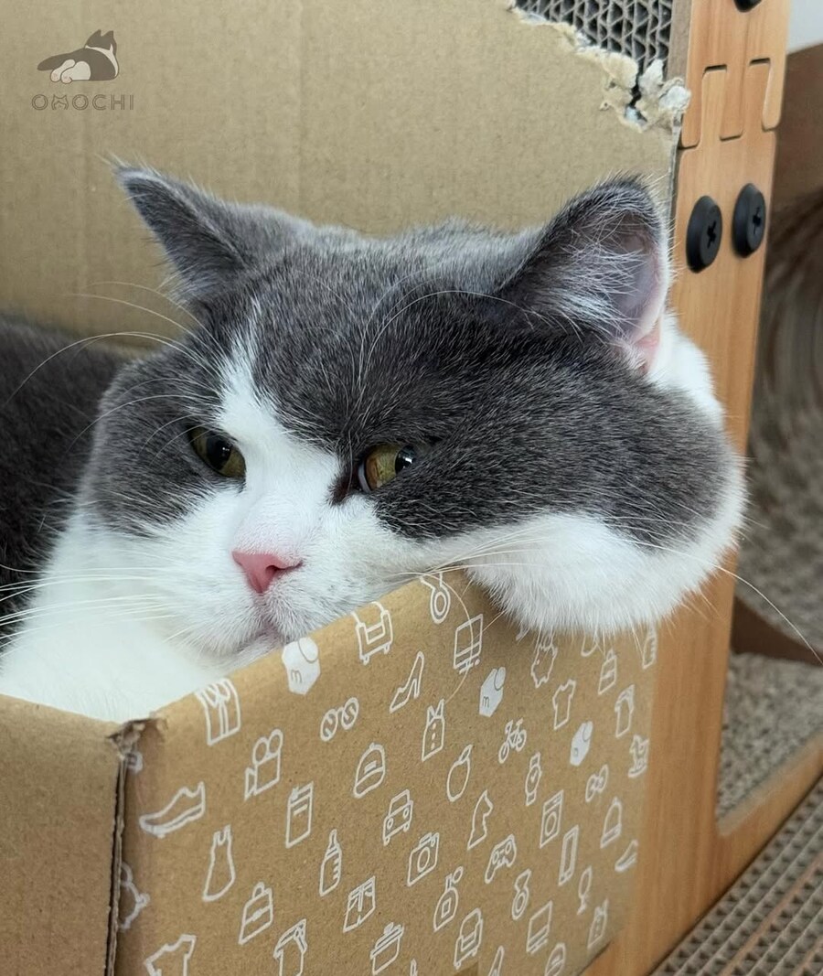 뚠냥이 뽈살..._3.jpg