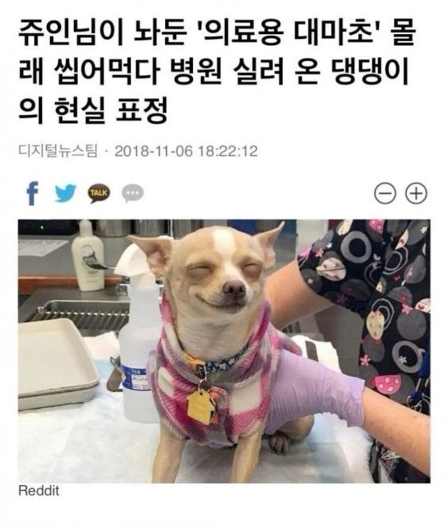 대마초 씹어 먹고 취한 댕댕이_1.jpg