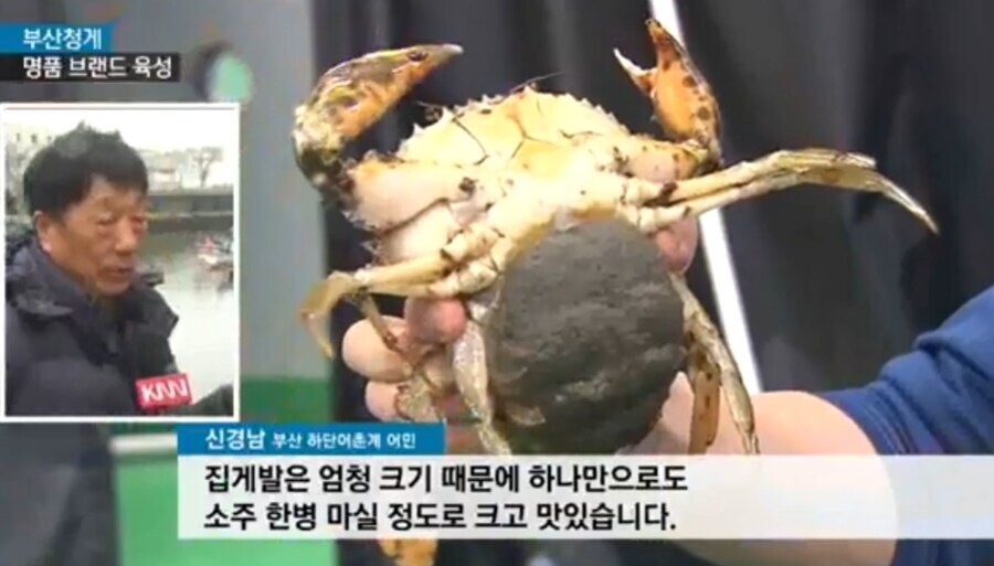 부산을 점령한 외래종 게의 상태가 심각함_1.jpg