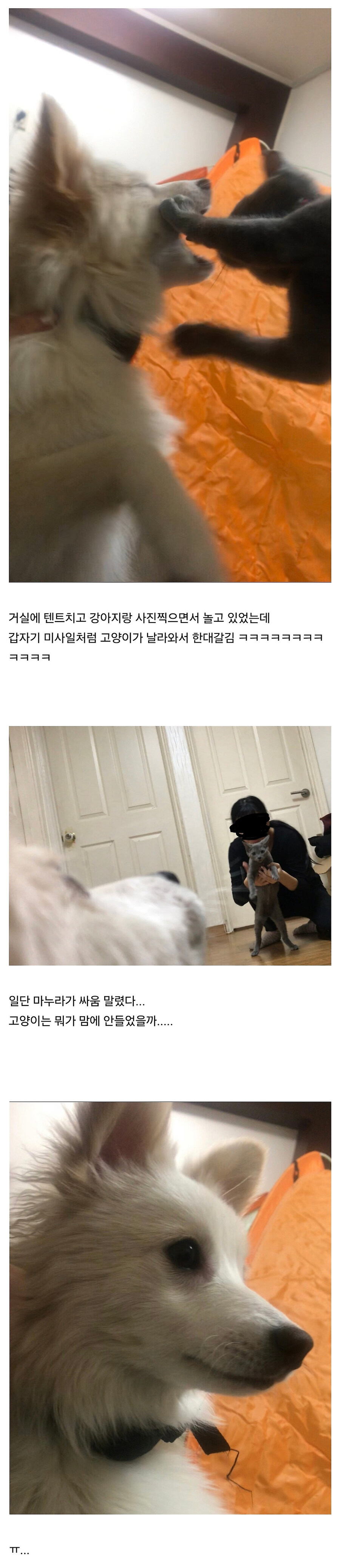 고양이한테 이유없이 맞은 강아지_1.jpg