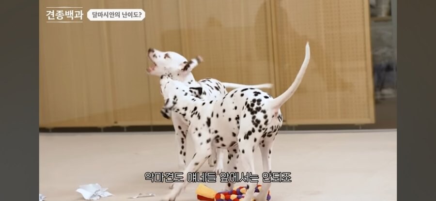강형욱 피셜 달마시안 훈련 난이도._2.jpg
