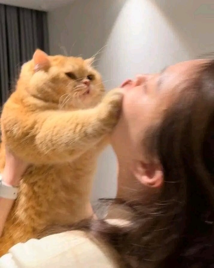 고양이: 그만! 뽀뽀 멈춰! _1.jpg