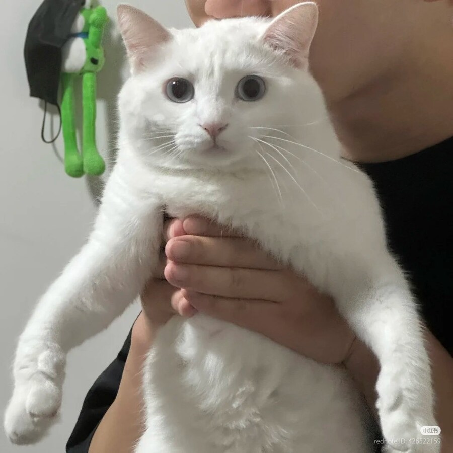 고양이: 어이, 내 뒷통수에 뭔가 축축한게 닿고 있어 _1.jpg