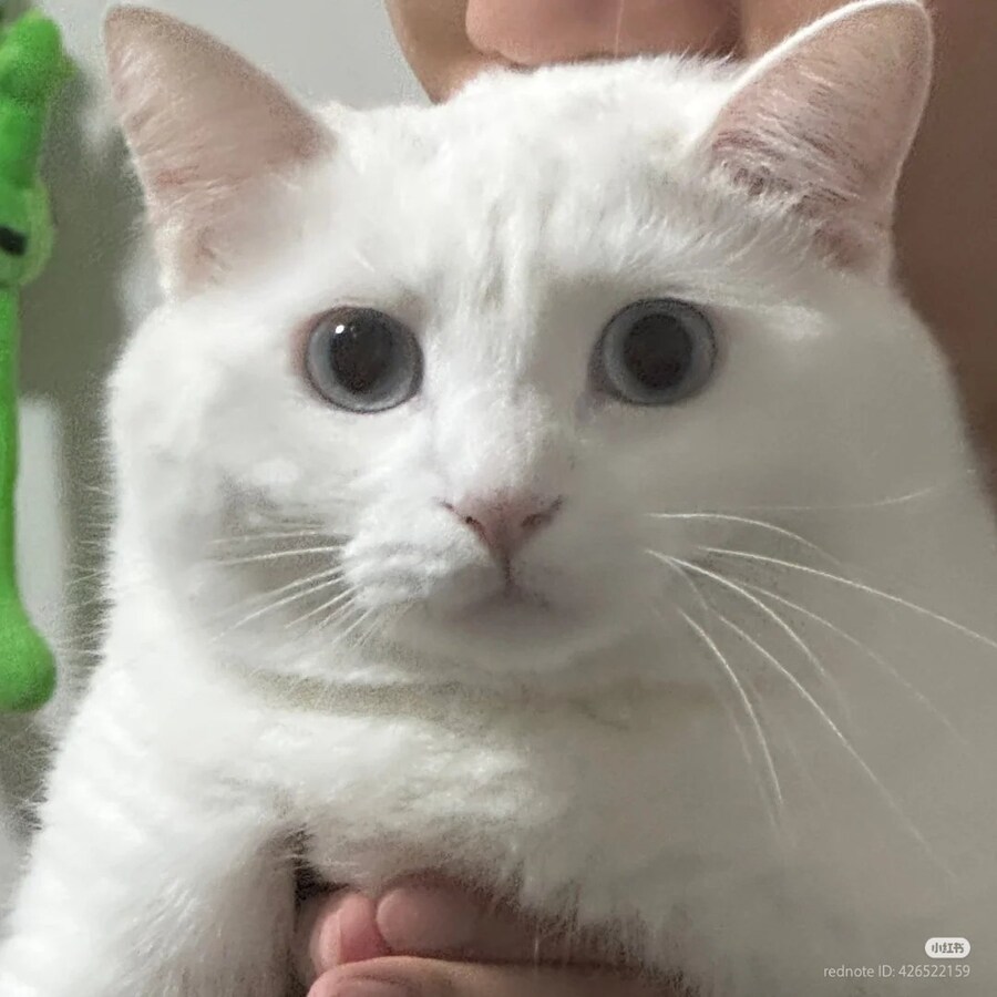 고양이: 어이, 내 뒷통수에 뭔가 축축한게 닿고 있어 _2.jpg