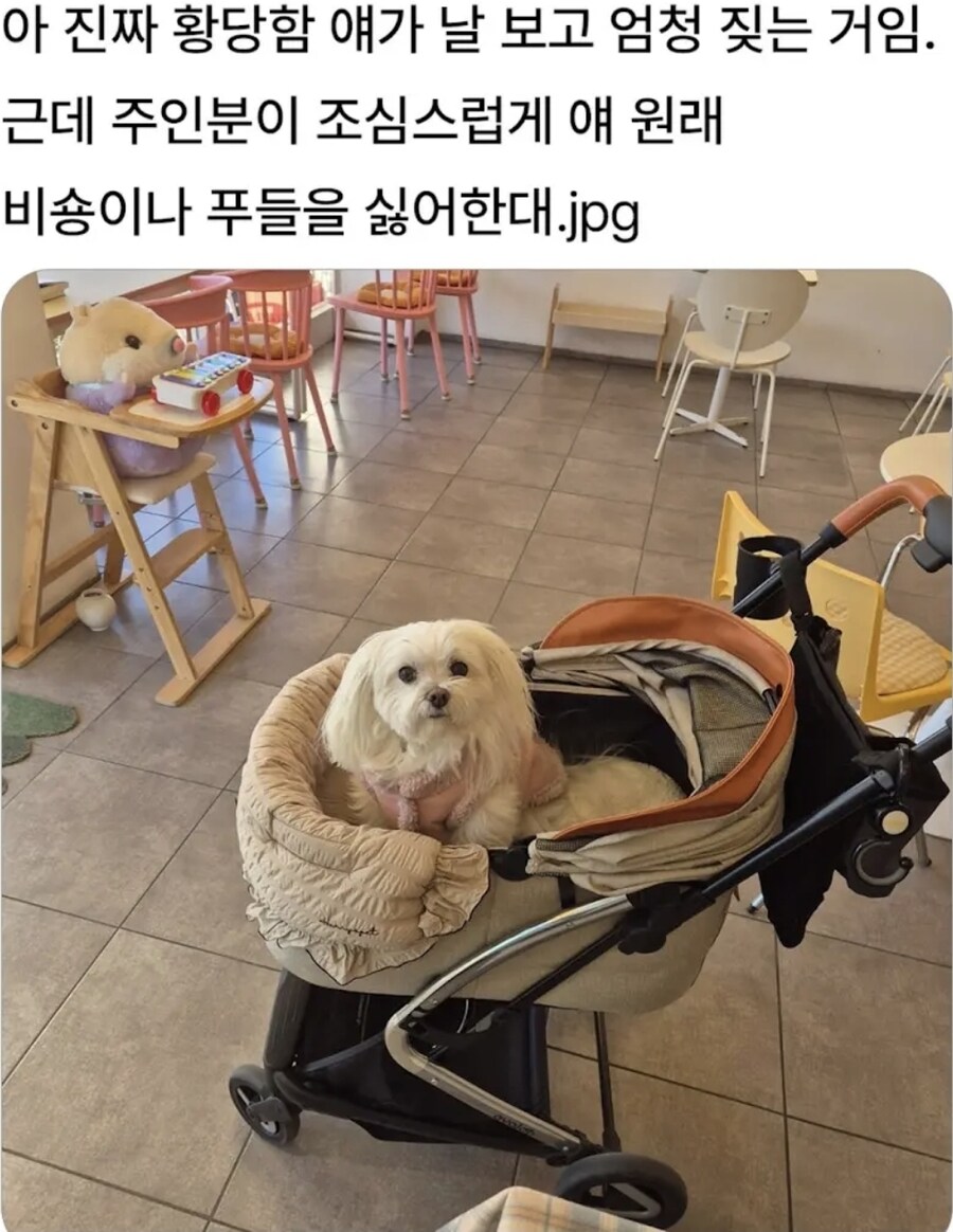개가 엄청 짖은 이유_1.jpg