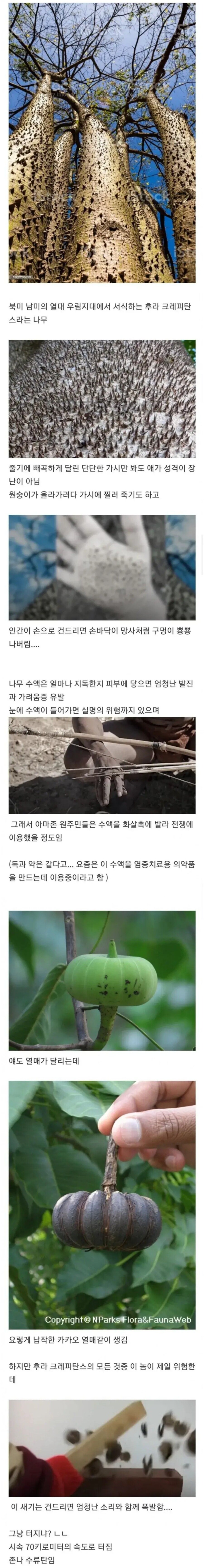 아낌 없이 죽이는 나무 jpg._1.jpg