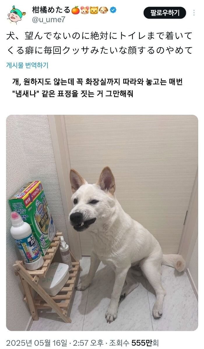 화장실 갈 때 꼭 따라오는 강아지.jpg_1.jpg