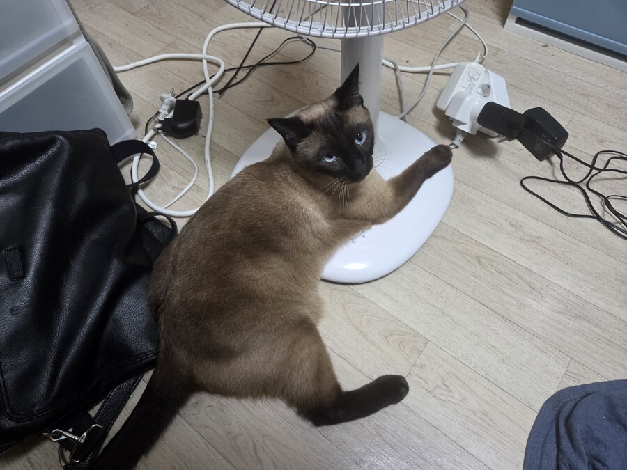 왜 산지 1년 밖에 안된 선풍기가 자꾸 꺼질까...._1.jpg