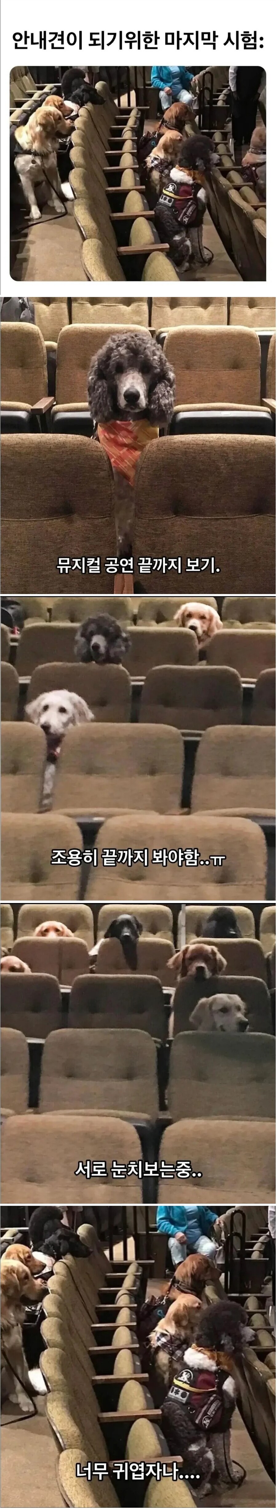 안내견이 되기 위한 마지막 시험_1.jpg