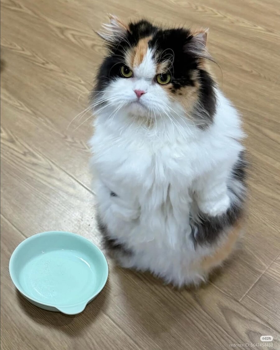 밥그릇이 비어서 눈으로 욕하는 고양이..._1.jpg