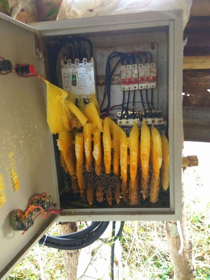 배전설비가 가끔씩 꿀 빨 수 있는 이유_1.jpg