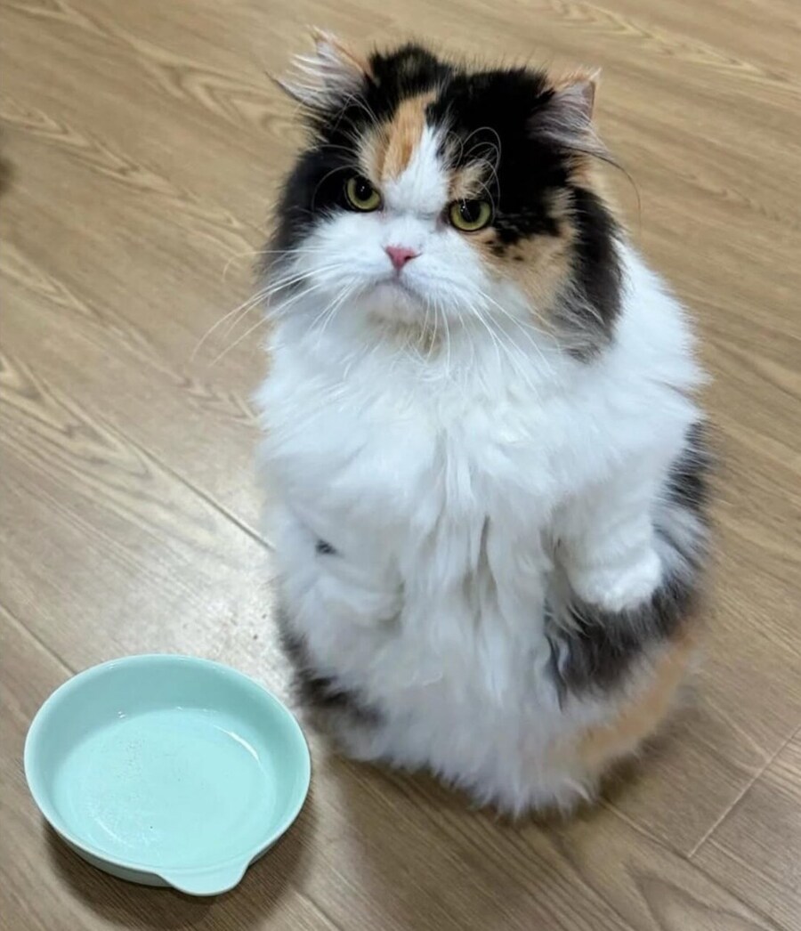 밥그릇이 비어 화난 고양이.jpg_1.jpg