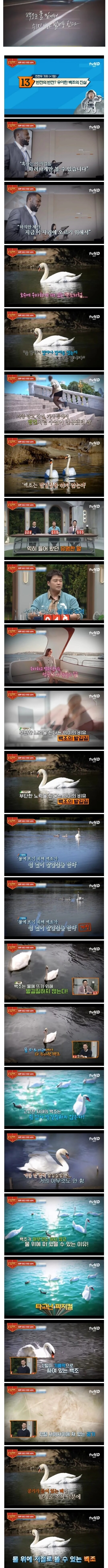 ??? : 백조도 죽어라 노력하는데 넌 왜 그모양이냐_1.jpg