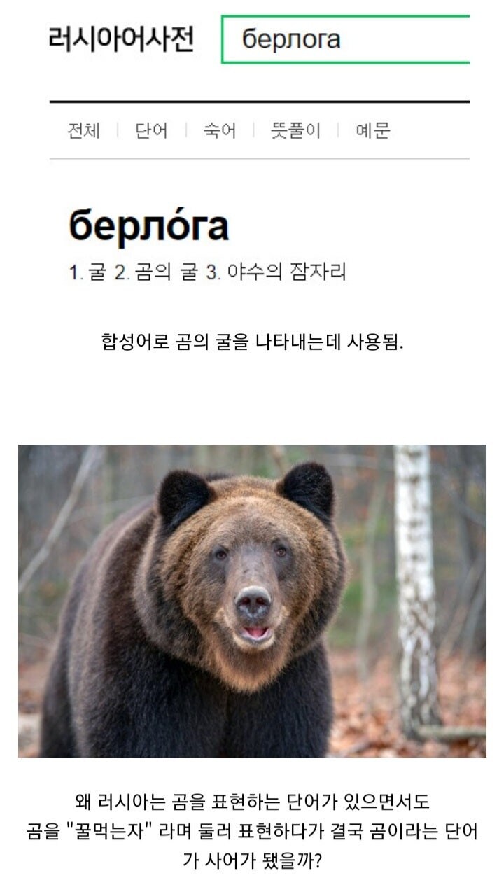 원래 곰을 표현한 단어가 사어가 된 이유_2.jpg