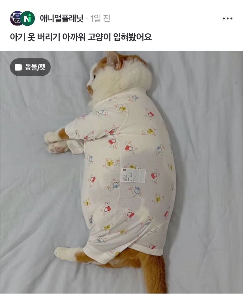 사람옷 입힌 고양이와 멍멍이들.JPG_1.jpg