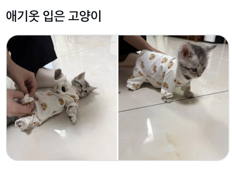 사람옷 입힌 고양이와 멍멍이들.JPG_2.jpg