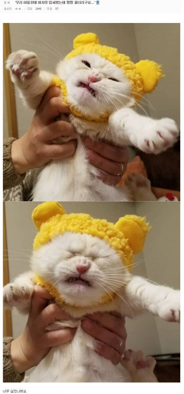 사람옷 입힌 고양이와 멍멍이들.JPG_3.jpg