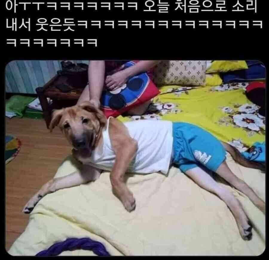사람옷 입힌 고양이와 멍멍이들.JPG_5.jpg
