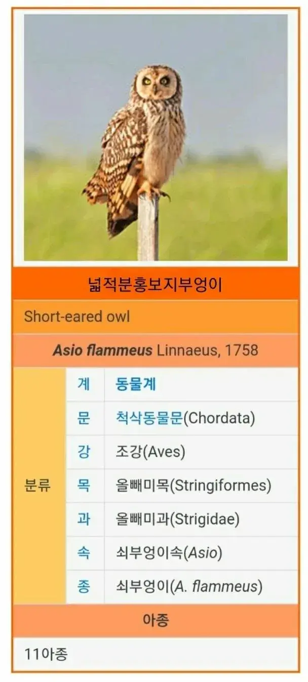 넓적 분홍 보1지 .jpg_1.webp