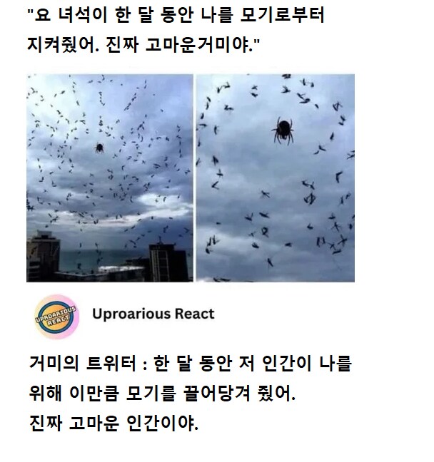 인간과 거미의 관계_1.png