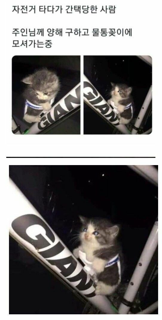 자전거 타다가 냥줍.jpg_1.jpg