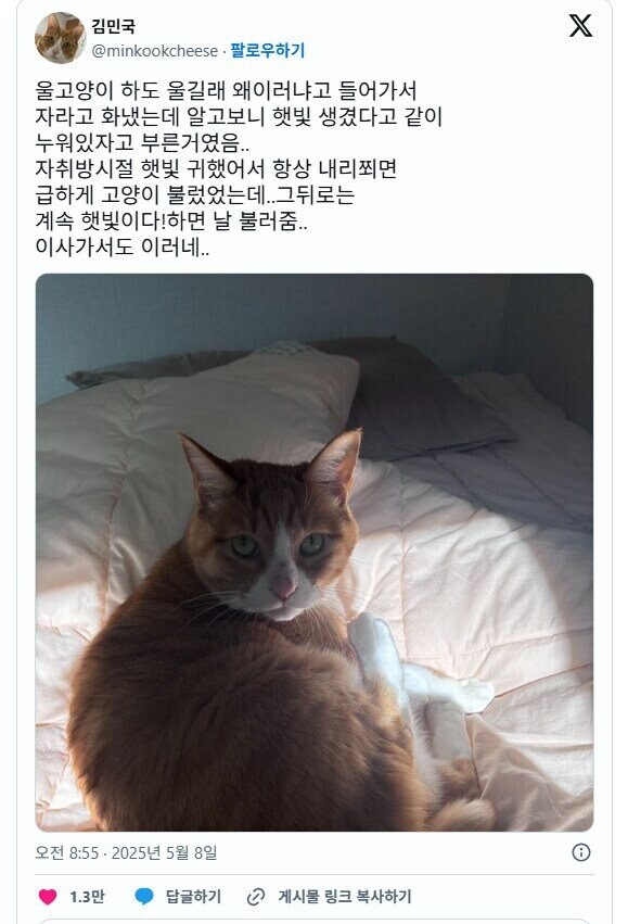 고양이가 하도 울길래 왜 이러나 했더니_1.jpg