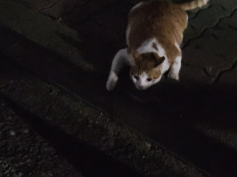 길가다 츠치노코봄_1.jpg