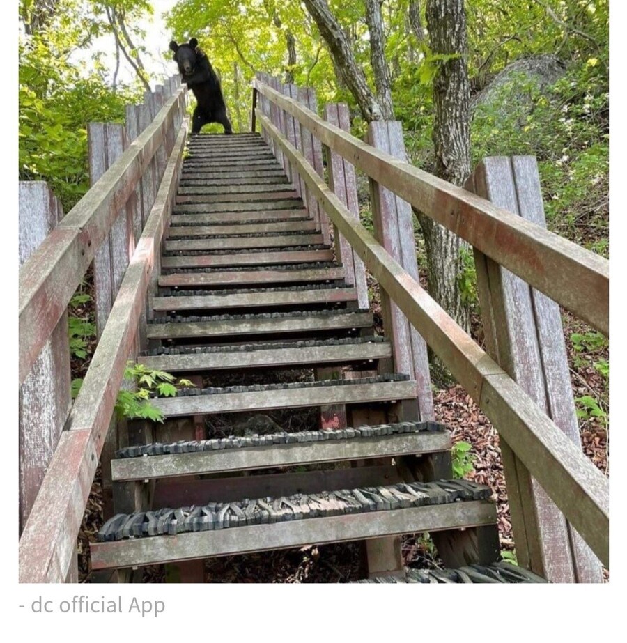 진짜 ㅈ된 와중에도 할건 하는 디씨인 ㅋㅋㅋㅋ_2.jpg