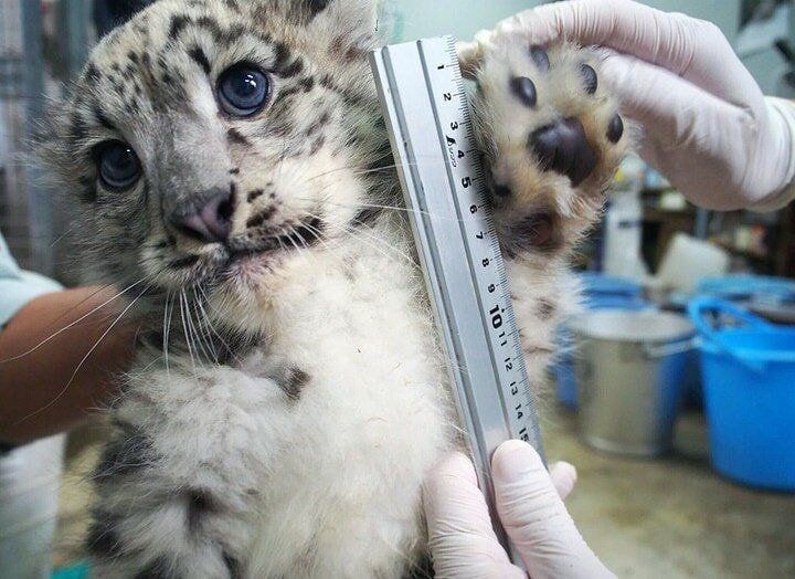 잘 자라는지 수치 측정중인 아기 고양이.jpg_1.jpg