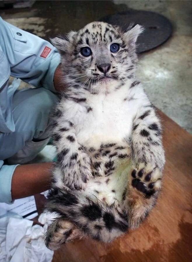 잘 자라는지 수치 측정중인 아기 고양이.jpg_2.jpg