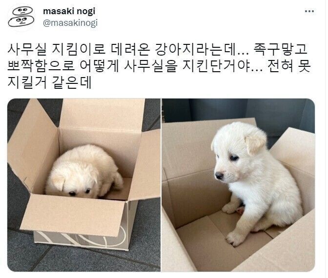 사무실 지킴이로 데려온 강아지._1.jpg