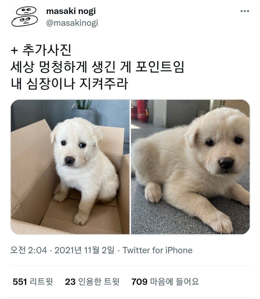 사무실 지킴이로 데려온 강아지._2.jpg