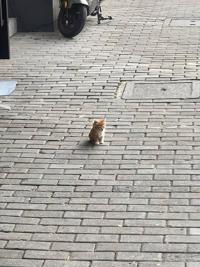 사람 손을 안무서워 하는 아기냥이_1.jpg