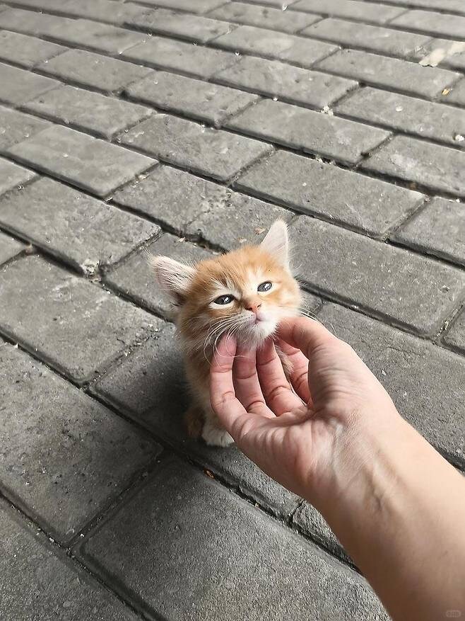 사람 손을 안무서워 하는 아기냥이_2.jpg