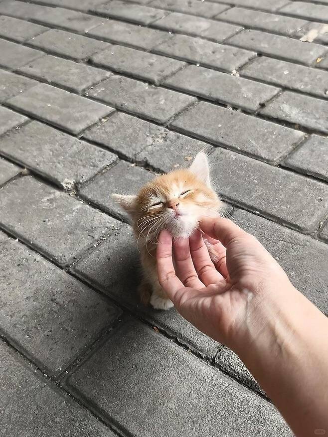 사람 손을 안무서워 하는 아기냥이_3.jpg