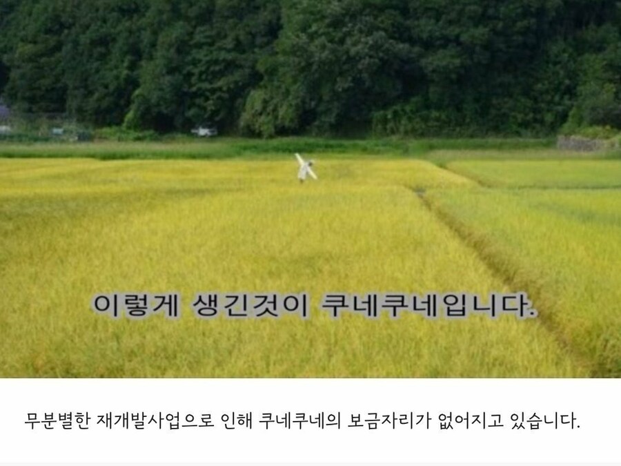 무분별한 환경 파괴로 사라지고 있다는것_1.jpg