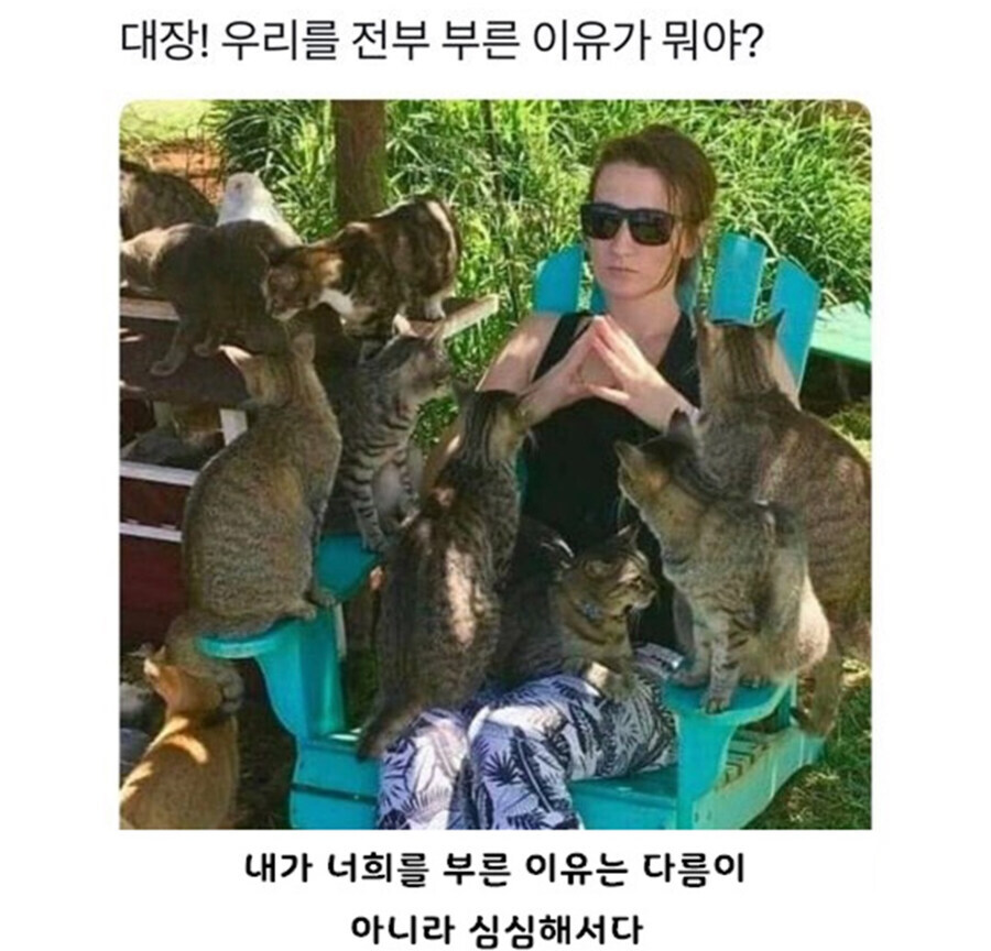 고양이 술사들_1.jpg