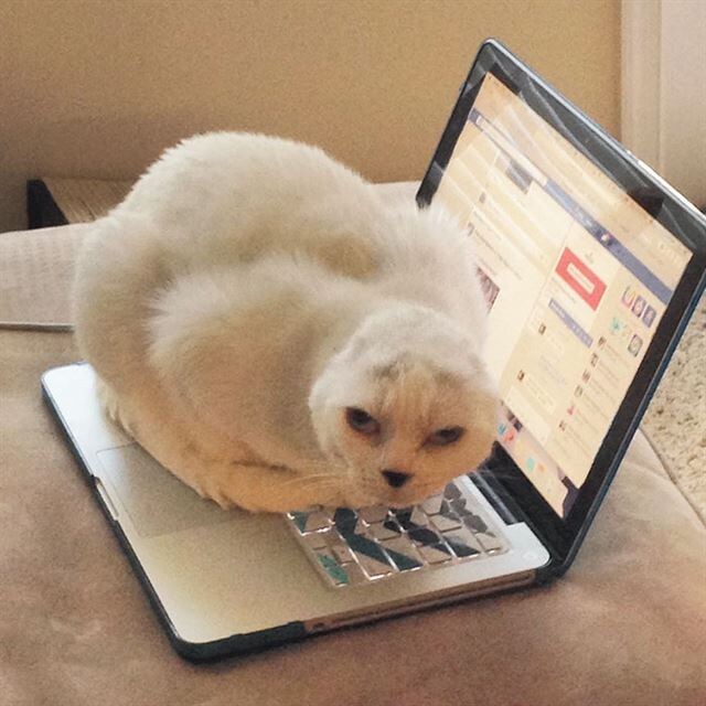 귀 잃고 유기됐던 고양이_6.jpg