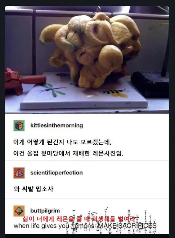 삶이 너에게 레몬을 줄때 희생제를 벌여라.jpg_1.webp