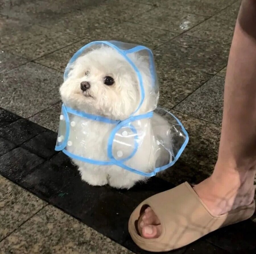 우비입고 비맞는 갱얼쥐.jpg_1.png
