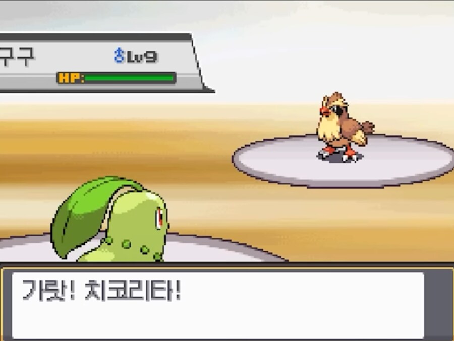 치코리타를 왜 선택했지_1.png