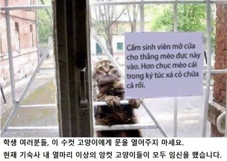 불꽃 외부냥_1.jpg