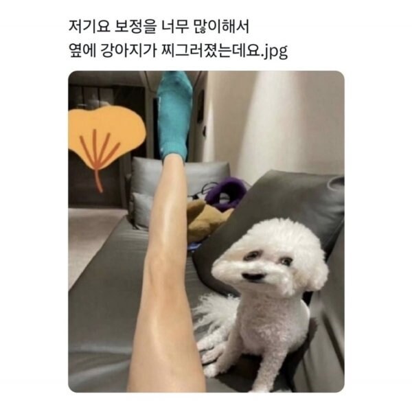 보정이 심해서 강아지 얼굴이 찌그러졌어요_1.jpg