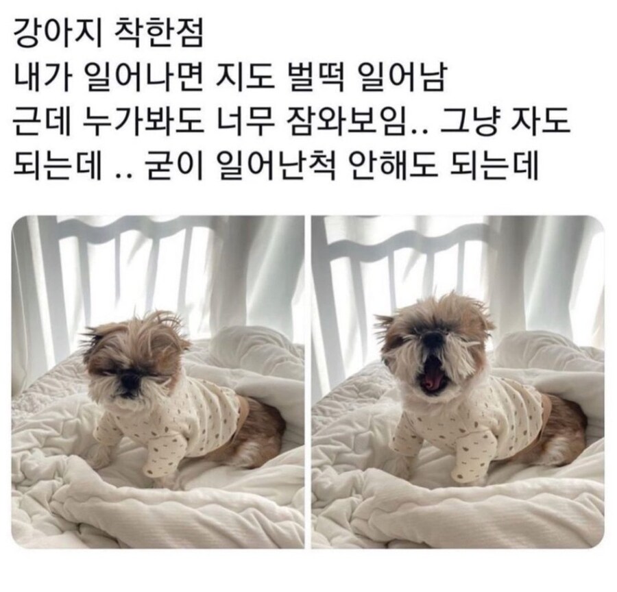 강아지가 착한점_1.jpg