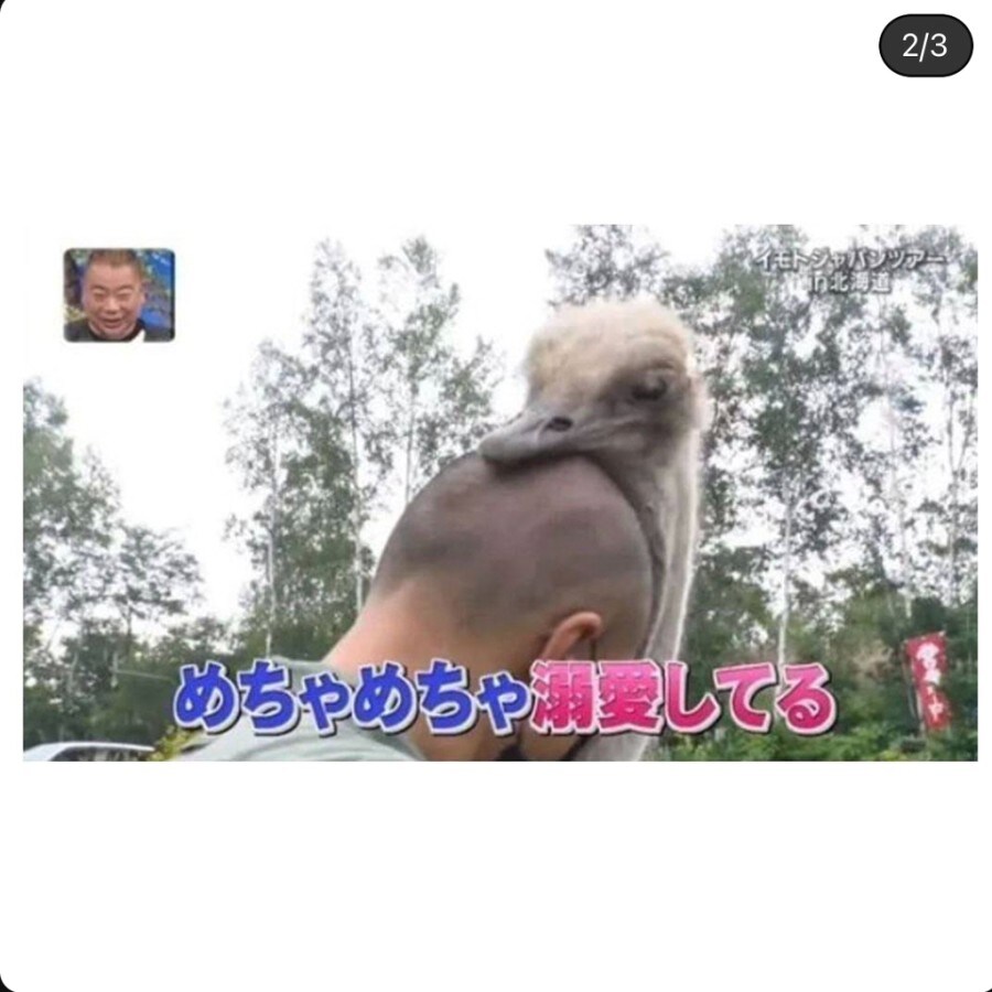 타조의 습성_2.jpg