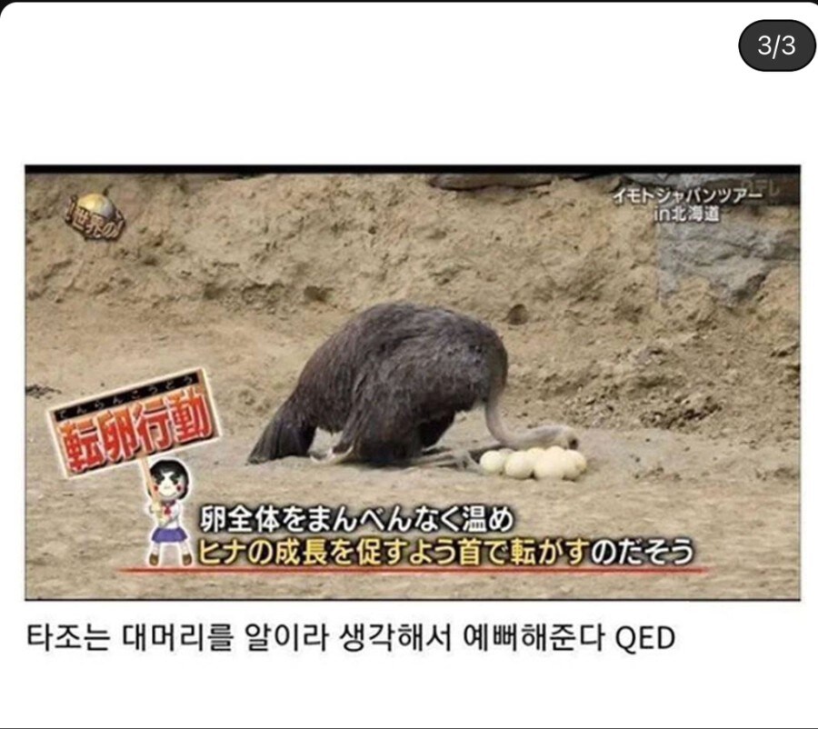 타조의 습성_3.jpg